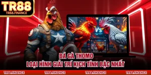 Đá Gà Thomo - Loại Hình Giải Trí Kịch Tính Bậc Nhất