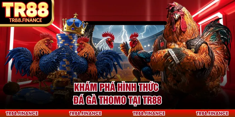 Khám phá hình thức đá gà Thomo tại TR88