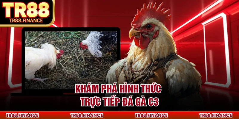 Khám phá hình thức trực tiếp đá gà C3