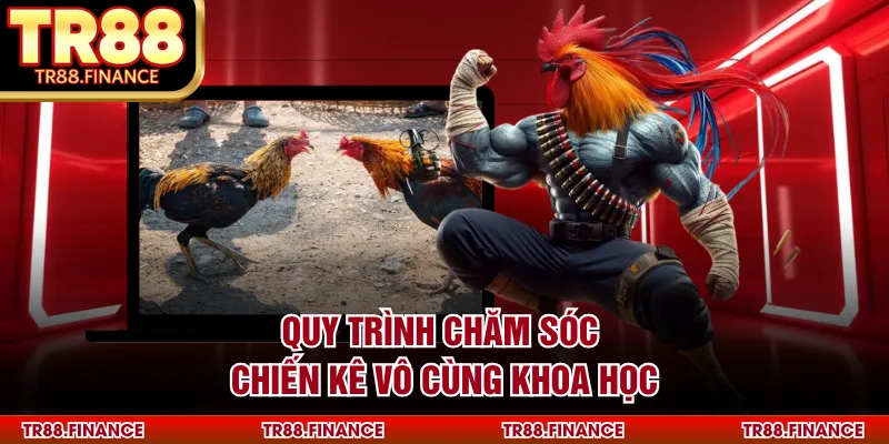 Quy trình chăm sóc chiến kê vô cùng khoa học