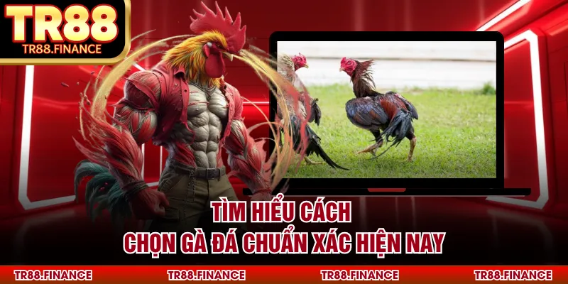 Tìm hiểu cách chọn gà đá chuẩn xác hiện nay