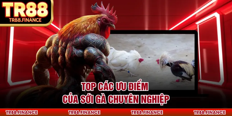 Top các ưu điểm của sới gà chuyên nghiệp