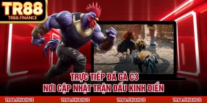 Trực Tiếp Đá Gà C3 - Nơi Cập Nhật Trận Đấu Kinh Điển